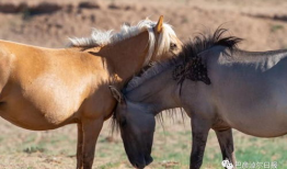 马的视频,视频中的速度与激情