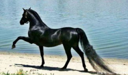 马馿交配视频,自然繁衍的震撼瞬间